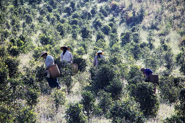 砂地に観賞用グラスを植える？5年の経験から教える成功のコツ