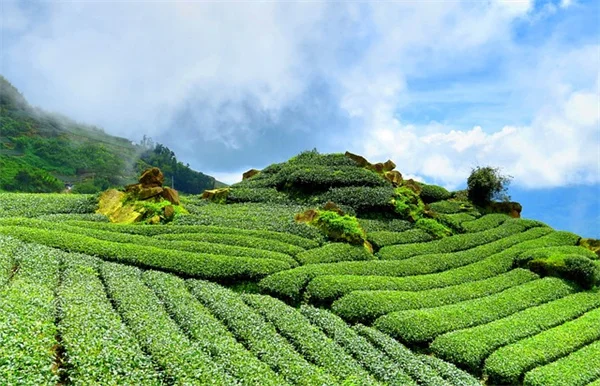 抗ウイルス植物は効果ある？プロが伝える栽培と免疫力の真実