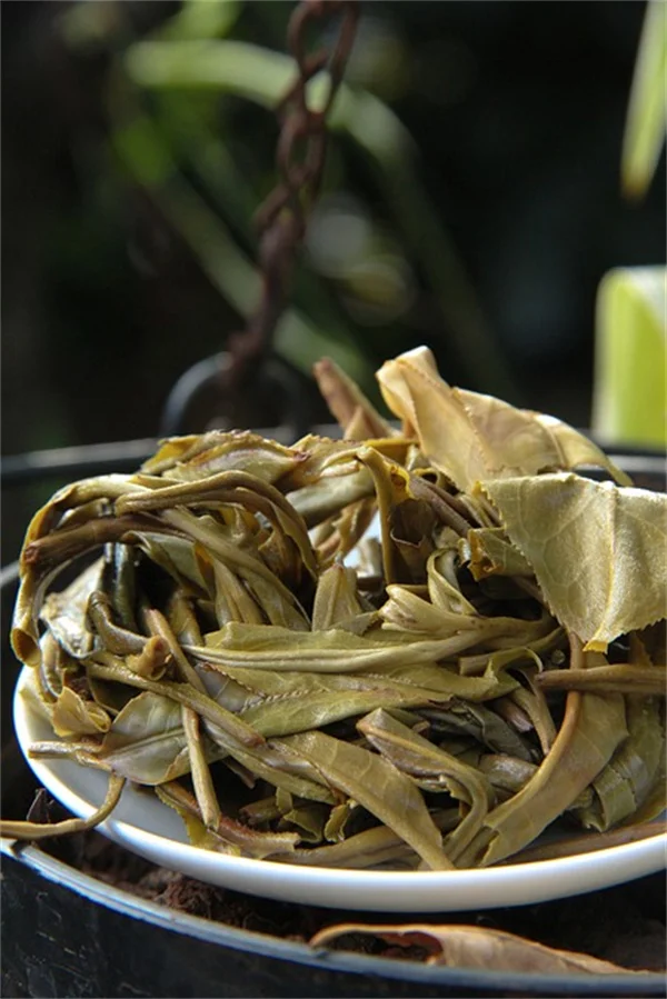 鉢植え竹の株分け方法｜正しいタイミングと成功するコツ