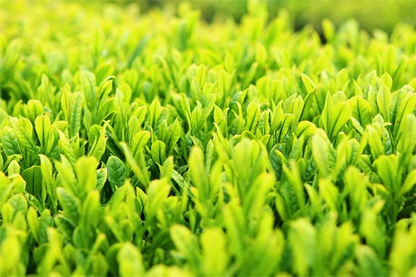 【無料でできる】段ボールを使った雑草対策、経験者が教える4つの裏技
