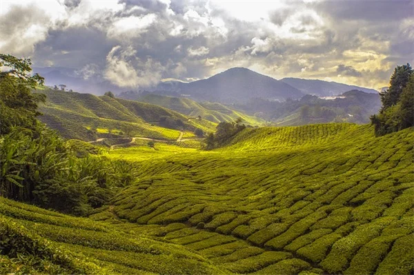 植物の水やりでやってはいけない時間帯5選