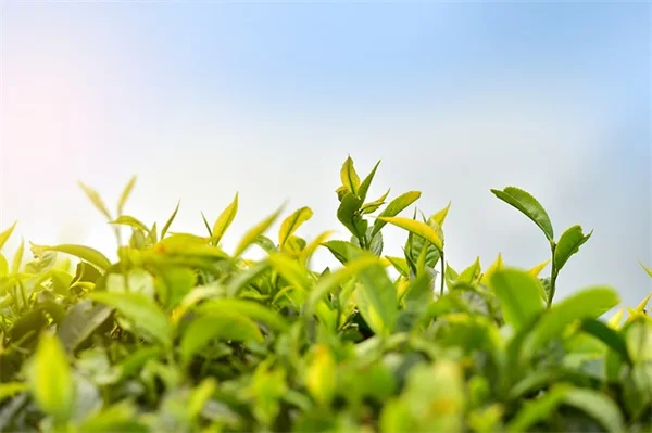 初心者でも安心！観葉植物から野菜まで、まるごと学べる無料ガイド